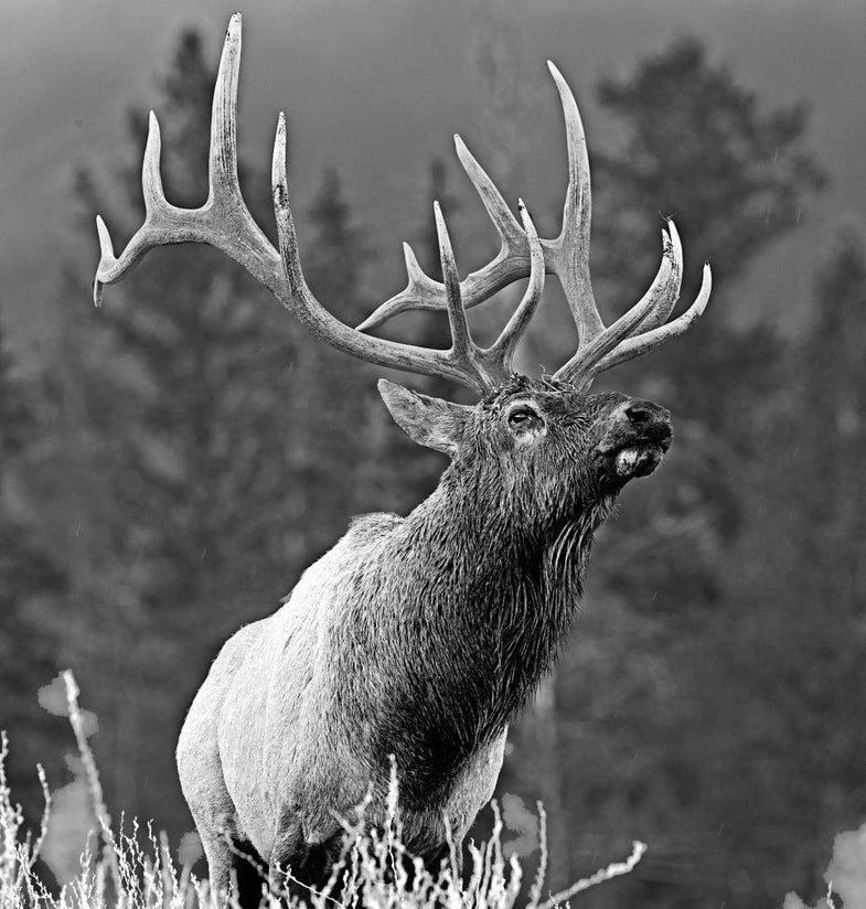 hunting, elk,