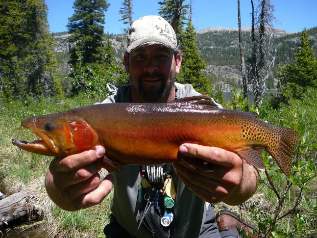 I Caught this 22 inch Golden Trout on my 6 weight fly rod in the Rocky Mountains. It took my buddy Justin, his dad and I 4 days to hike into the lake. It was, by far, the toughest hike I've ever been on but way more than worth the coffee cup size blister that formed on my heel. I'd heard rumors that goldens are the fightingest trout around and and this guy did not disappoint.