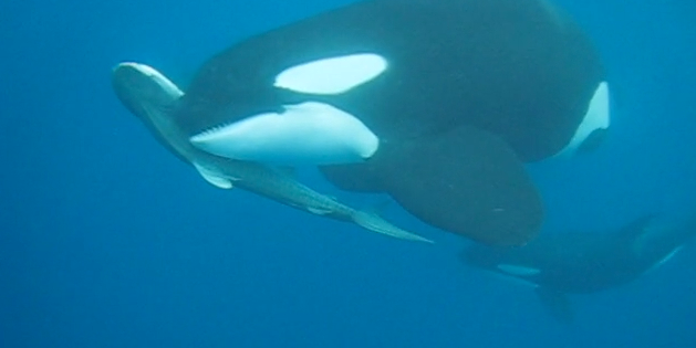 Video: Killer Whales vs. Tiger Shark