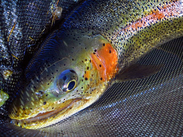 Big fish like little flies such as the fish that took a size 22 midge that I fished on 6x tippet. It ran, jumped, and took me into my backing for a forearm-throbbing fight at sunset.