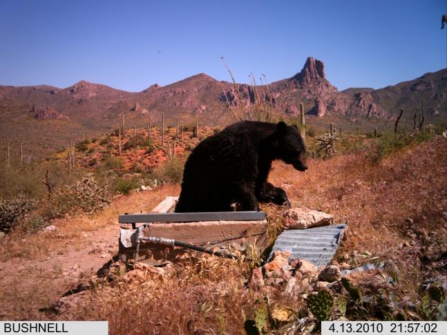 I COULD NOT BELIEVE IT WHEN MY BUSHNELL TROPHY CAM CAUGHT THIS BLACK BEAR COOLING OFF IN THE HOT ARIZONA DESERT.