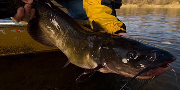 How to Catch Monster Channel Catfish