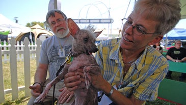 Photos of the 2008 World's Ugliest Dog Competition Contestants