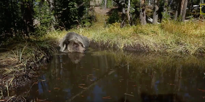 Yellowstone “Bear Bathtub” Caught on Tape