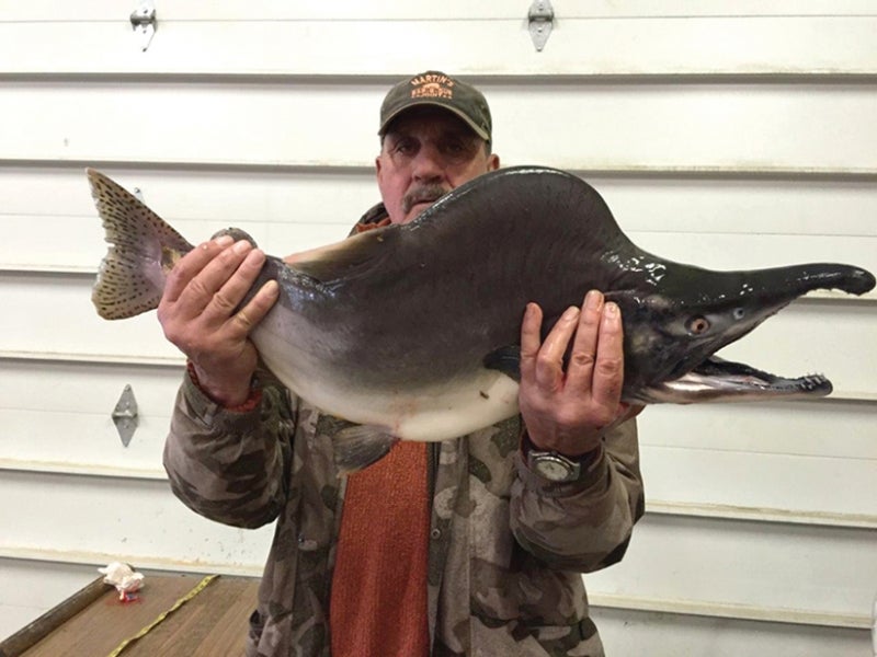 <em>Robert Dubar with his record-breaking, 13-pound 10.6-ounce pink salmon caught on the Kenai River.</em>