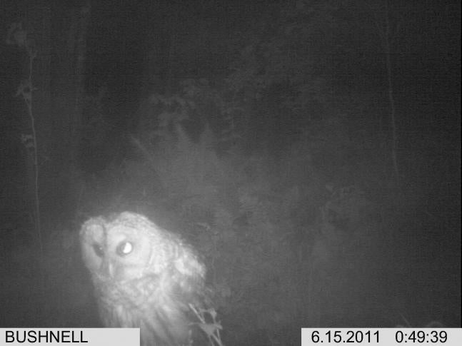 I was surprised to see this when i checked my trailcam.