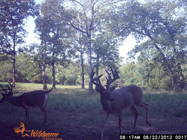 I seen this buck last rifle season. Been trying to get him with my bow this season haven't seen him while sitting in my bow stand yet but my hopes are high.
