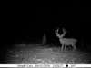 I had a wonderful surprise when I checked the hunting camp game cam. This is a 9x8 mule deer with around 6 kickers. It is my dream buck, and I might actually get a shot at him!
