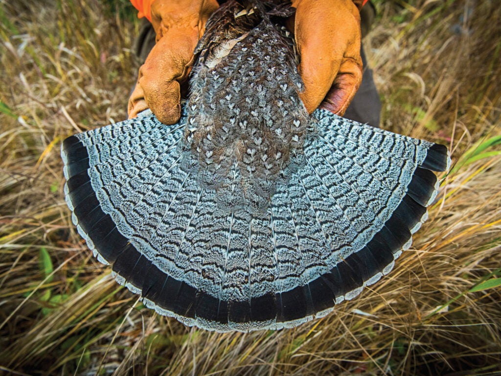 Ruffed Grouse tail feather fan