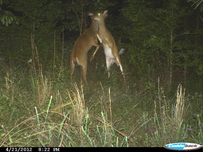 This must be the deer version of a "high 5."