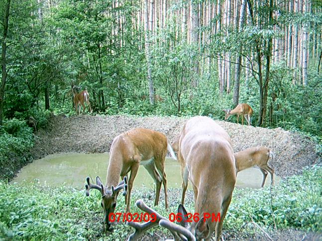 we caught this group of great bucks on camera cant wait for deer season. oooh yeah.