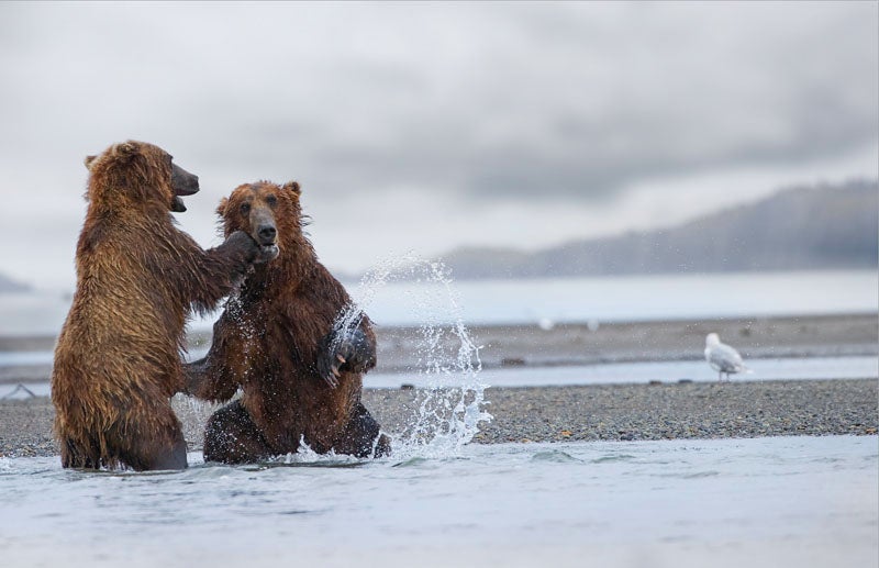 Two brown bears sparred on the shoreline of Katmai National Park and Preserve, where photographer Lee Kjos spent an afternoon surrounded by up to 10 adult bears in Aug. 2010. "Just like teenagers, if they're not boxing and chasing each other, all they do is eat and sleep," says Kjos of the large grizzlies, which are protected in the park portion of the reserve. When they left the bears, Kjos and his friend and business partner, Tom Martineau, had to wade back out to the crab fishing vessel that brought them to shore. "The tide had changed, and there were silver salmon by the hundreds surfacing in pools by my feet. It was crazy cool."<br />
** Location**: Katmai National Park, Alaska<br />
<strong>Issue</strong>: April, 2012<br />
<em>Photo by Lee Kjos</em>