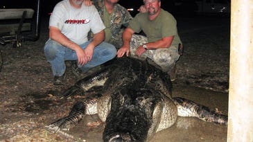 Record Mississippi Gator Nearly Flips Hunters’ Boat During 2-Hour Fight