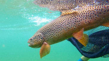 How to Land a Massive Trout in Two Minutes or Less