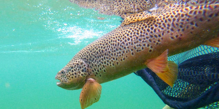How to Land a Massive Trout in Two Minutes or Less