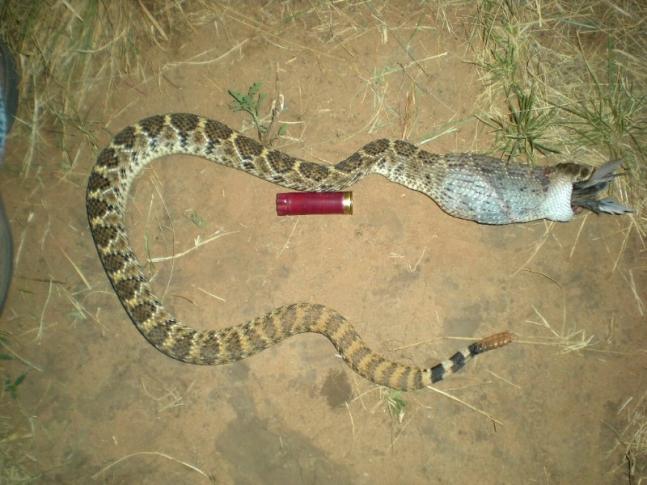 A friend of mine sent me this pic. The Rattler was eating the one of doves shot during their dove hunt.