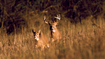 Deer Hunting Tip: Target Bucks in a Pinch Point