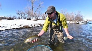 trout fishing bighorn river