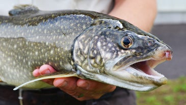 Satellites May Help Identify, Restore Lake Trout Populations