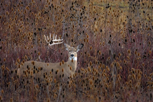 Last fall, at the peak of the rut, photographer Denver Bryan made his way up a hill and spotted this doe just as she spotted him. Only then did he notice the buck also in attendance, his 10-point rack floating eerily behind her. Bryan had seen other does that morning, but this one was clearly in estrus and the buck was not going anywhere without her. "If he needed to bed down and wait, he was going to do it." <strong>Location:</strong> Flathead Lake, Montana <strong>Issue:</strong> November 2009
