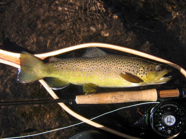 While it was my first time fishing the Cheesman Canyon area of the S. Platte River, my skills put me on fish like I was a seasoned veteran! I sight fished to this beauty of a Brown for 20 minutes, switching flies and rigs until I finally caught his attention with an RS2!! It was a great day in the canyon!