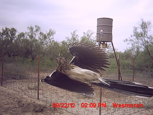 We were going through our trail camera photos and found this raging road runner "flying" by the camera along with a 165 inch crab claw 10 point in the picture after this one!