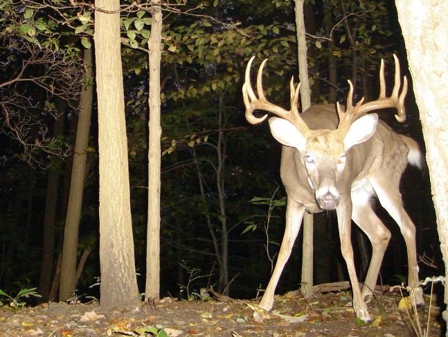 This is a 4.5yr old buck that we have tracked since 2.5 on our PA lease..he was later taken as a 5.5yr old with 16 points and scoring 170"...this is what passing up a buck can do in a state like PA!