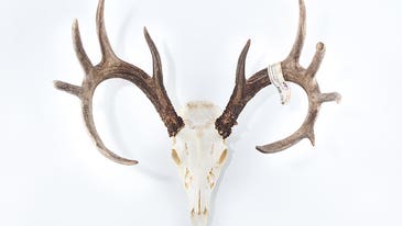 Projects: Do-It-Yourself Skull Mount