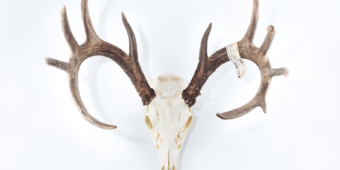 Projects: Do-It-Yourself Skull Mount