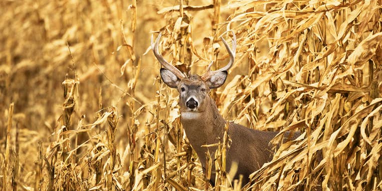 Four Tips for Deer Hunting in Standing Corn