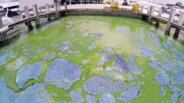 Massive Algae Bloom Forces Florida to Declare State of Emergency