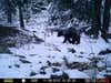 This New Jersey black bear walked by my trail camera, following a mountain snow storm.