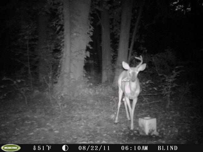 A small buck with a crazy rack. Either a genetic issue or injury when he was young. 3 pts acting as a mouthguard on his right side, and a normal 2pt side on his left.