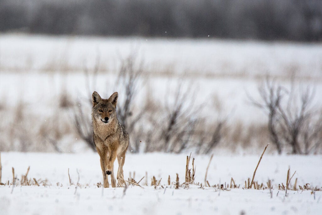 Eastern Coyote Hunting
