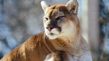 Four-Year-Old Girl Rescued From Jaws of Mountain Lion