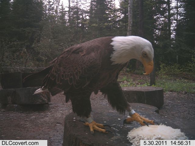 Check out this amazing bird with double tags. Never would have seen this in my life if it weren't for trail cams.