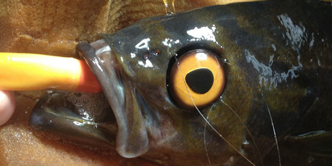 Rockfish Gets Prosthetic Eye to Warn Off Bully Fish