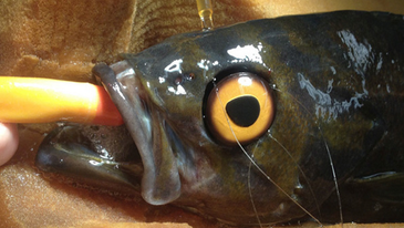 Rockfish Gets Prosthetic Eye to Warn Off Bully Fish