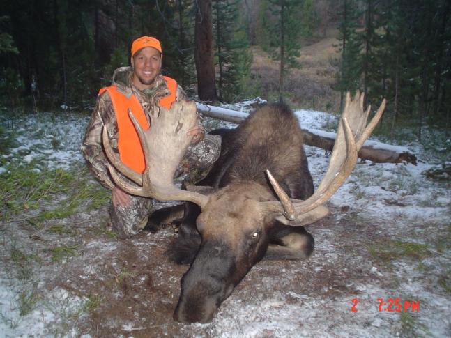 Hunt of a Lifetime this was. I was lucky enough to draw a Colorado Moose tag for 2009. I spent 2 days in the woods and harvested this trophy of a lifetime on the evening of the 2nd day. I spent some great time with friends that helped my get this guy back to camp. Was a hunt I will never forget. Ended up being 43" spread with a 26" beard.