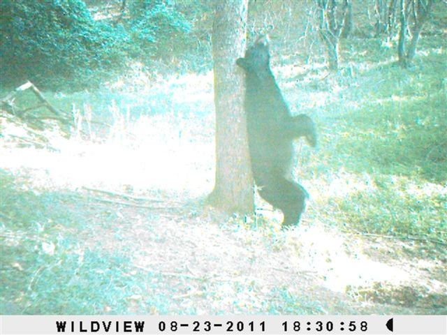 This was taken near my house with a trail cam. This big boy is making his territory.