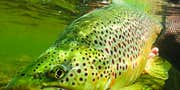 How to Catch Giant Brown Trout During King Salmon Spawn in the Great Lakes