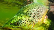 How to Catch Giant Brown Trout During King Salmon Spawn in the Great Lakes