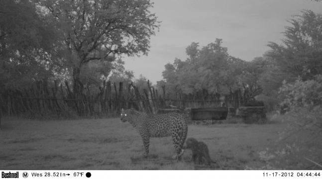 This female leopard and cub are using the bar in our bush camp as a den
