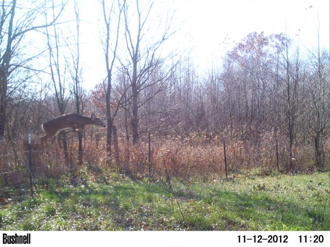 Had my camera on a small tree facing a well used trail where the deer have been crossing the fence. I have three pics in sequence of this doe jumping the fence, with this being the mid-air shot. I was surprised at how clear the pic came in.
