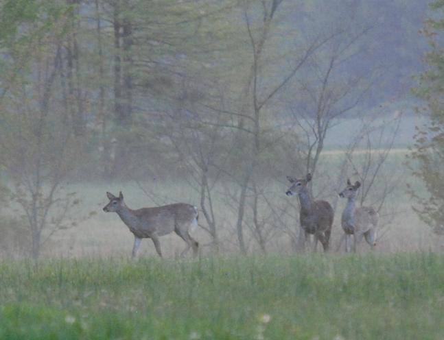 These deer were in a field behind my home. Photo was taken late evening. Sun had peaked out after a rain shower, creating some fog. What you do not see are a pair of geese in the area that had the deer curious.