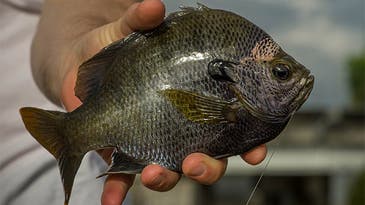 Bluegill Fishing: How to Catch Prespawn Slabs