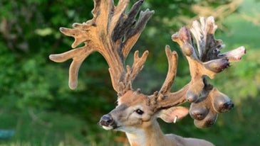 Federal Lawmakers Set Sights on Captive Deer Industry