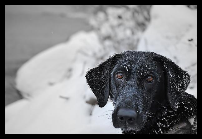 Duck hunting in the Finger Lakes in January is a frosty proposition for my Lab Buzz. I had just unloaded my gun on a flock of Redheads without cutting a feather. After some strong verbal encouragement from my brother I looked at Buzz and decided to snap this photo. I think you can imagine what she was thinking of me.....