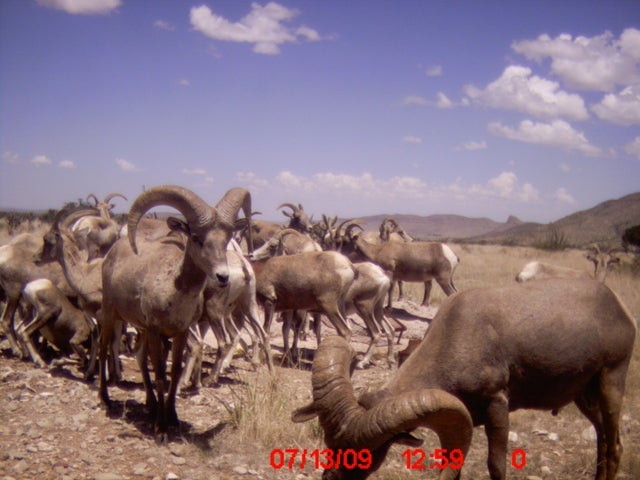 This a a photo from one of the more popular water points the bighorn sheep use in our area.