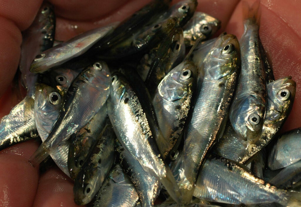 Most commonly referred to as peanut bunker, these young menhaden drop out of rivers and ponds in mid-summer where they're likely to meet greedy blues, fat weakfish, and hungry tuna. Peanuts are all-around gamefish candy, but handle them lightly because they're pretty delicate and you want them lively on the hook.